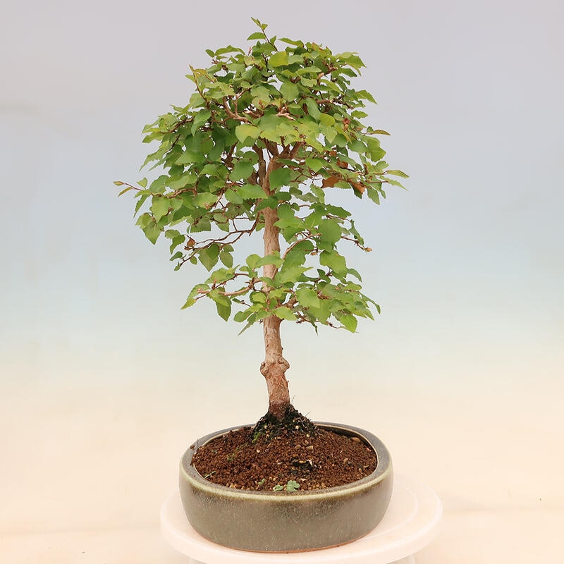 Bonsai im Freien - Carpinus Coreana - Koreanische Hainbuche