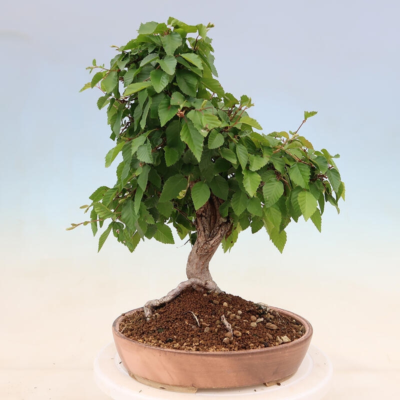 Bonsai im Freien - Carpinus Coreana - Koreanische Hainbuche