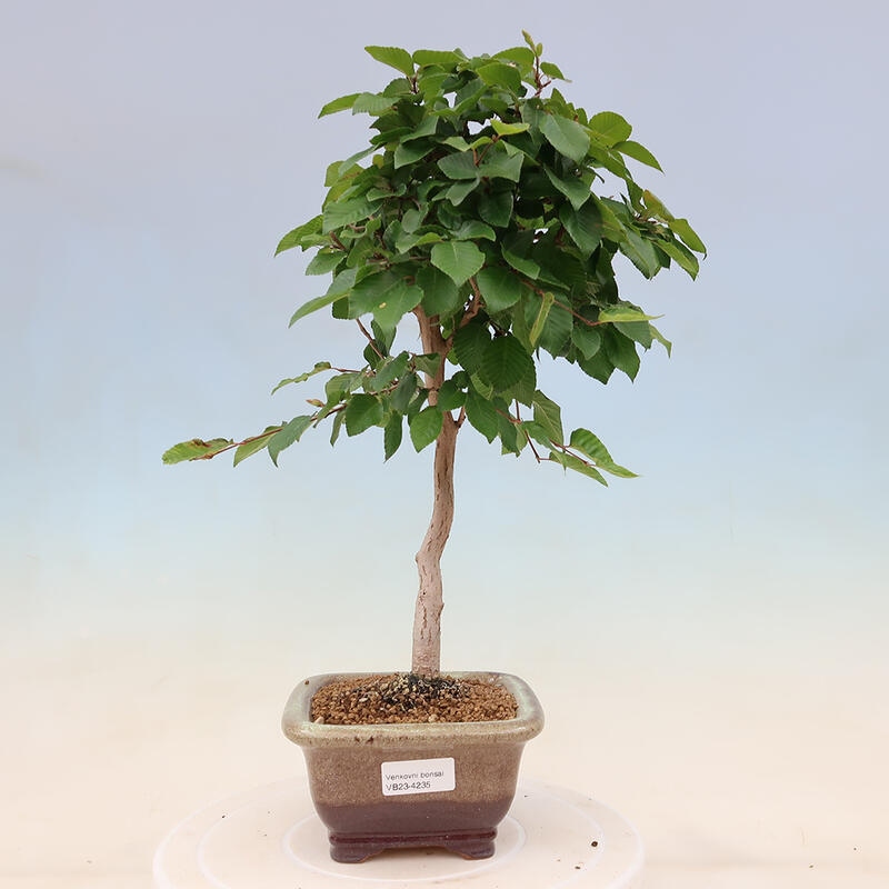 Bonsai im Freien - Carpinus Coreana - Koreanische Hainbuche