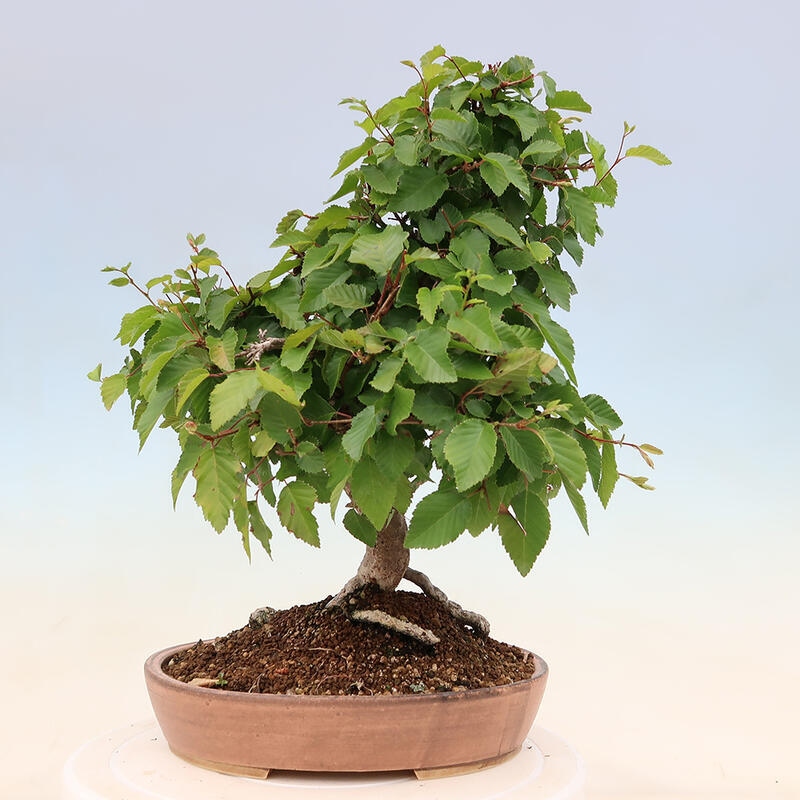 Bonsai im Freien - Carpinus Coreana - Koreanische Hainbuche