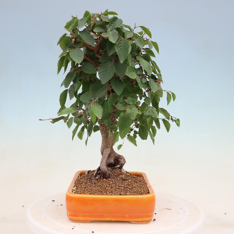 Bonsai im Freien - Carpinus Coreana - Koreanische Hainbuche