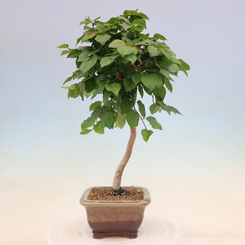 Bonsai im Freien - Carpinus Coreana - Koreanische Hainbuche