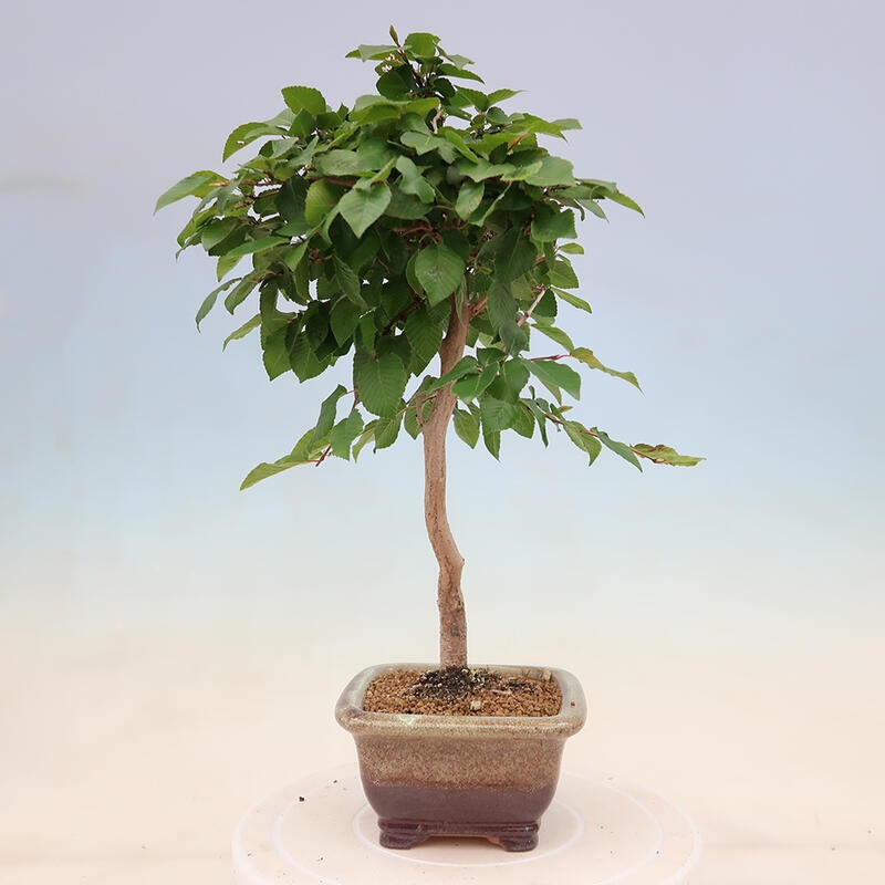 Bonsai im Freien - Carpinus Coreana - Koreanische Hainbuche