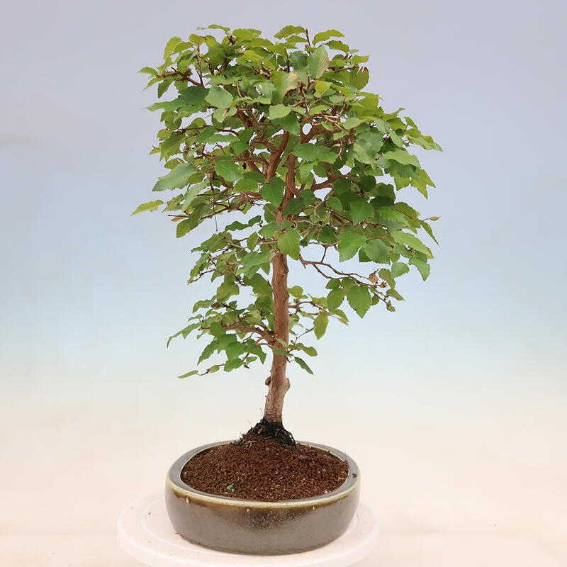 Bonsai im Freien - Carpinus Coreana - Koreanische Hainbuche