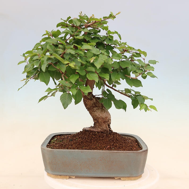 Bonsai im Freien - Carpinus Coreana - Koreanische Hainbuche