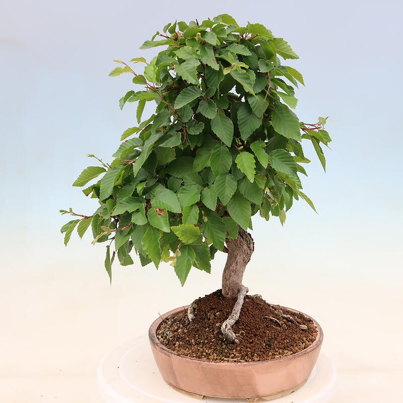 Bonsai im Freien - Carpinus Coreana - Koreanische Hainbuche