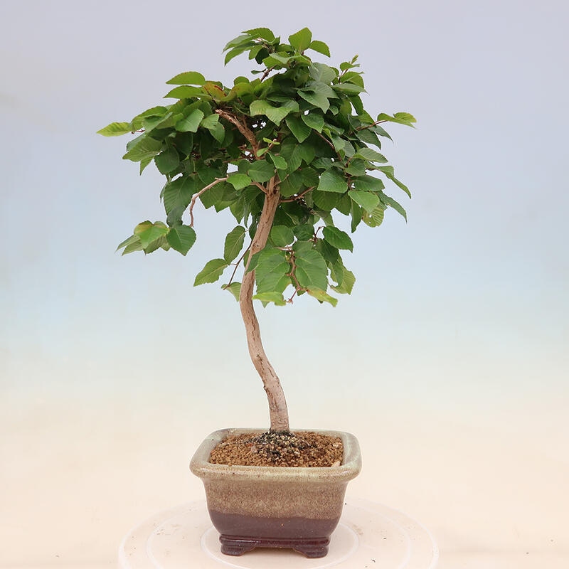 Bonsai im Freien - Carpinus Coreana - Koreanische Hainbuche