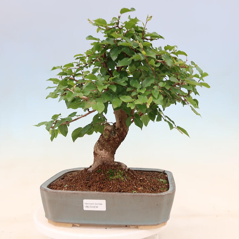 Bonsai im Freien - Carpinus Coreana - Koreanische Hainbuche