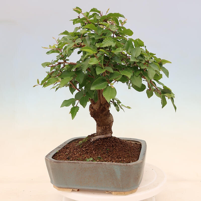 Bonsai im Freien - Carpinus Coreana - Koreanische Hainbuche