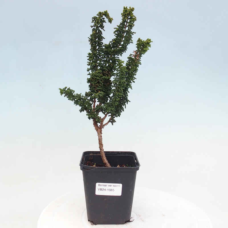 Bonsai im Freien - Cham. obtusa SEKKA HINOKI - Zypresse