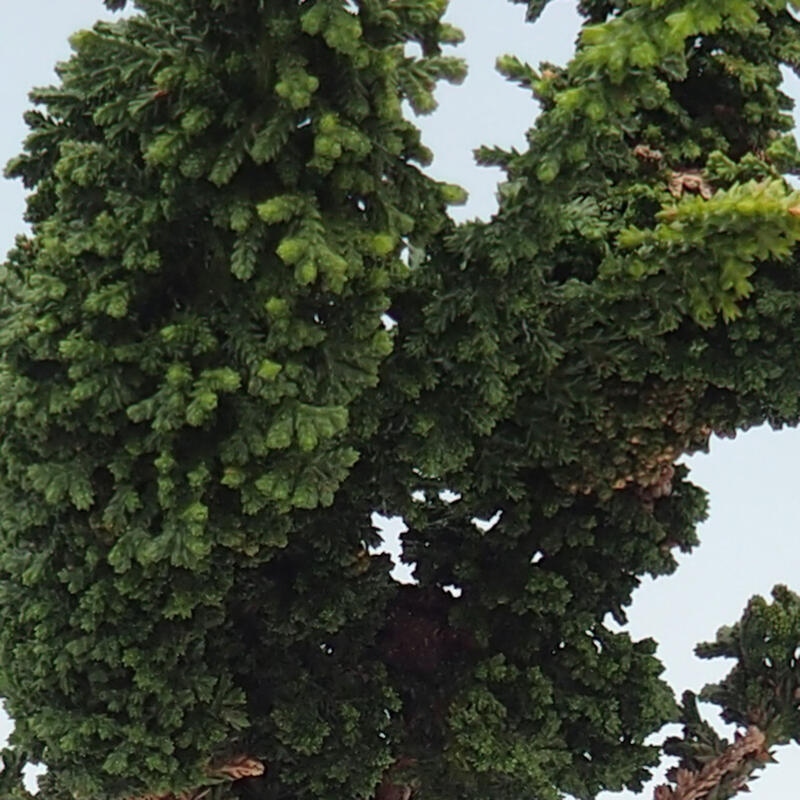 Bonsai im Freien - Cham. obtusa SEKKA HINOKI - Zypresse