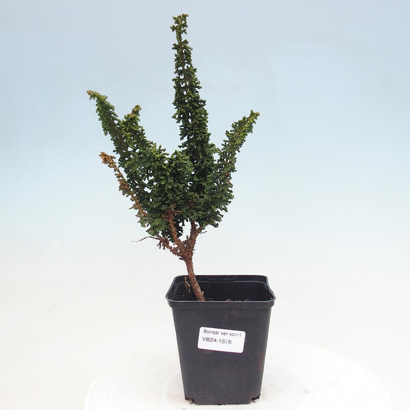 Bonsai im Freien - Cham. obtusa SEKKA HINOKI - Zypresse