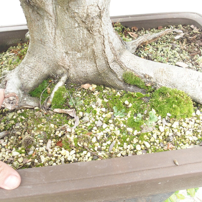 Bonsai im Freien - Fagus sylvatica - Buche