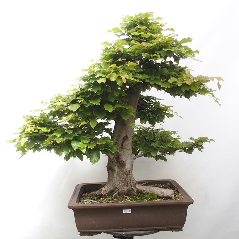 Bonsai im Freien - Fagus sylvatica - Buche