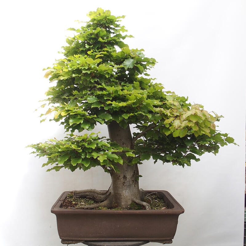 Bonsai im Freien - Fagus sylvatica - Buche