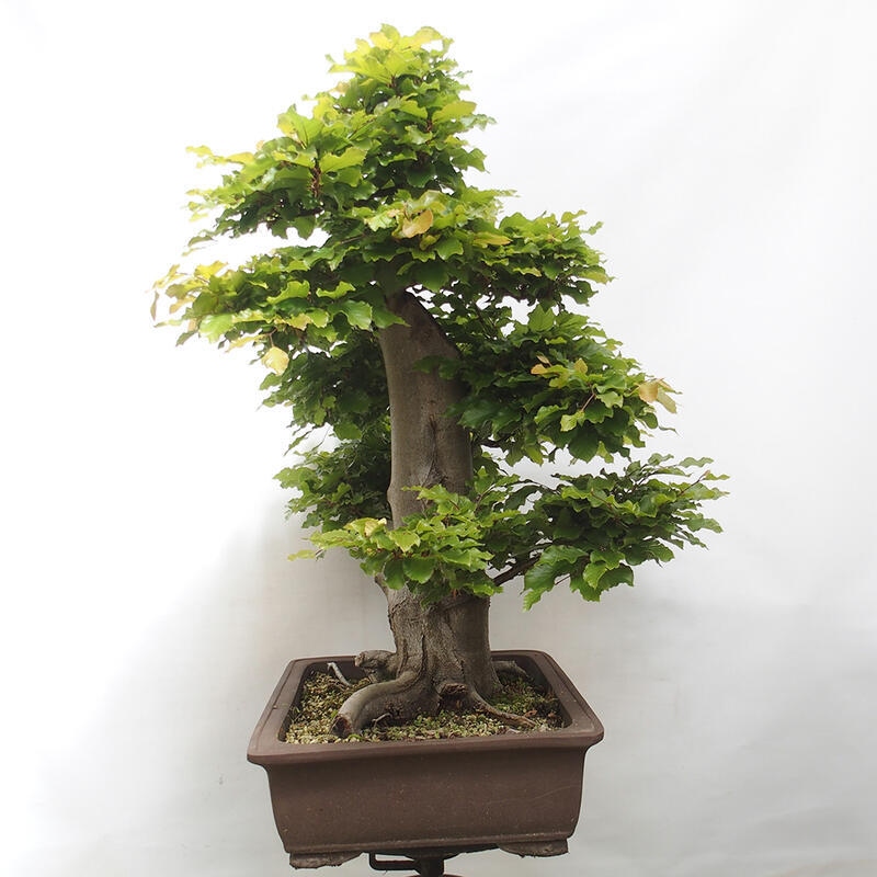 Bonsai im Freien - Fagus sylvatica - Buche