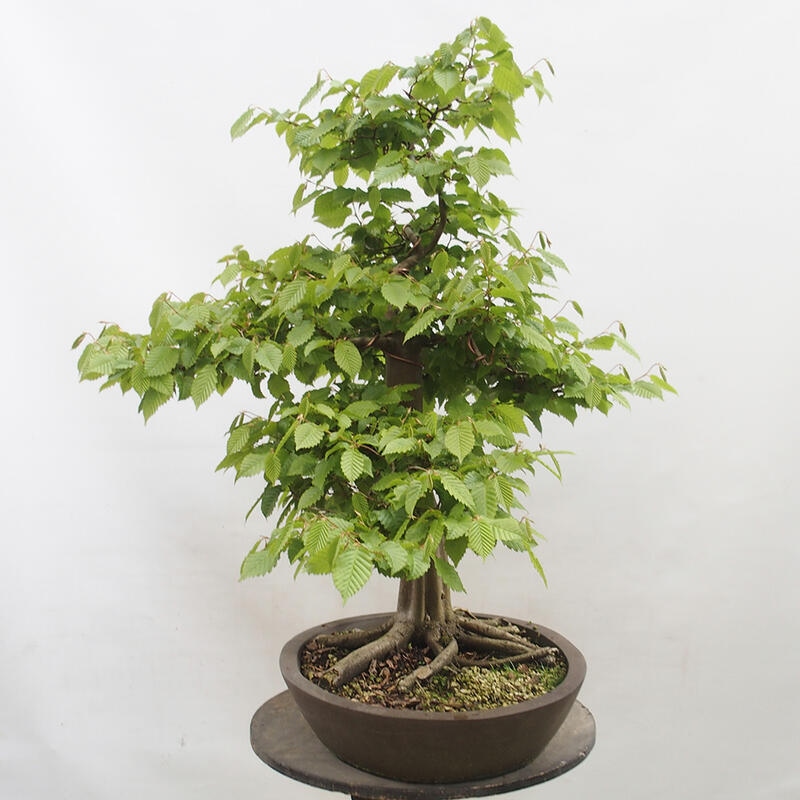 Bonsai im Freien - Hainbuche - Carpinus betulus