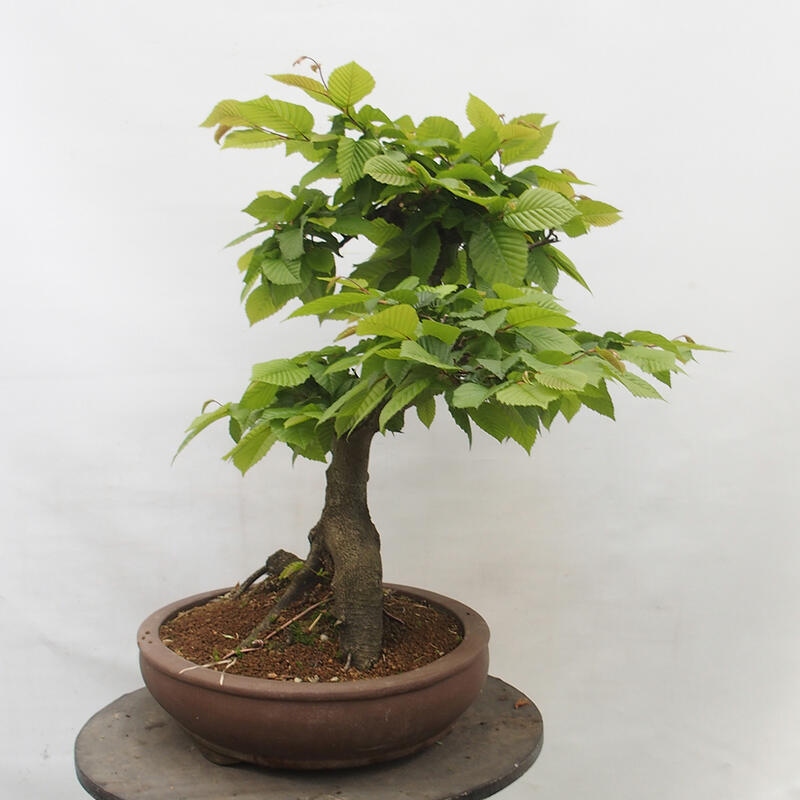 Bonsai im Freien - Hainbuche - Carpinus betulus