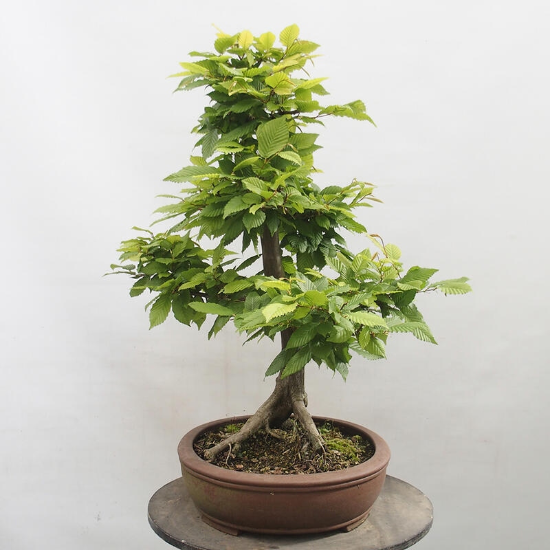 Bonsai im Freien - Hainbuche - Carpinus betulus