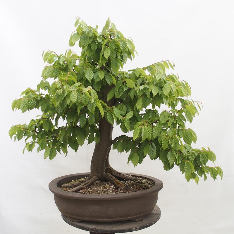 Bonsai im Freien - Hainbuche - Carpinus betulus