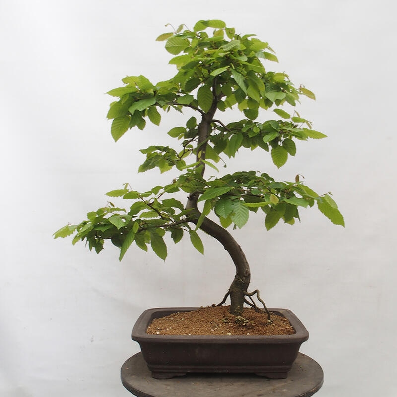 Bonsai im Freien - Hainbuche - Carpinus betulus