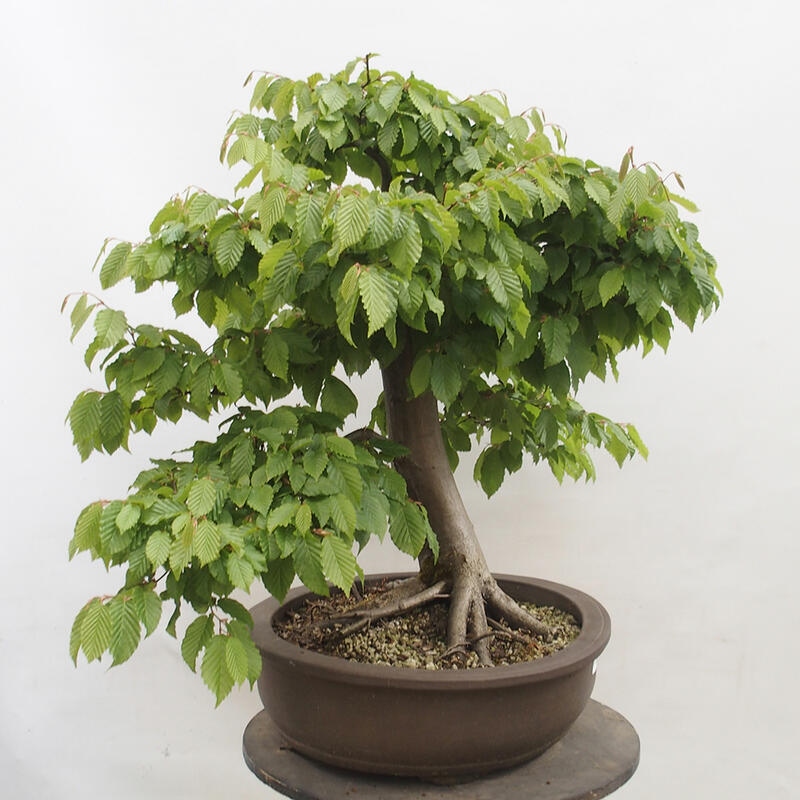 Bonsai im Freien - Hainbuche - Carpinus betulus