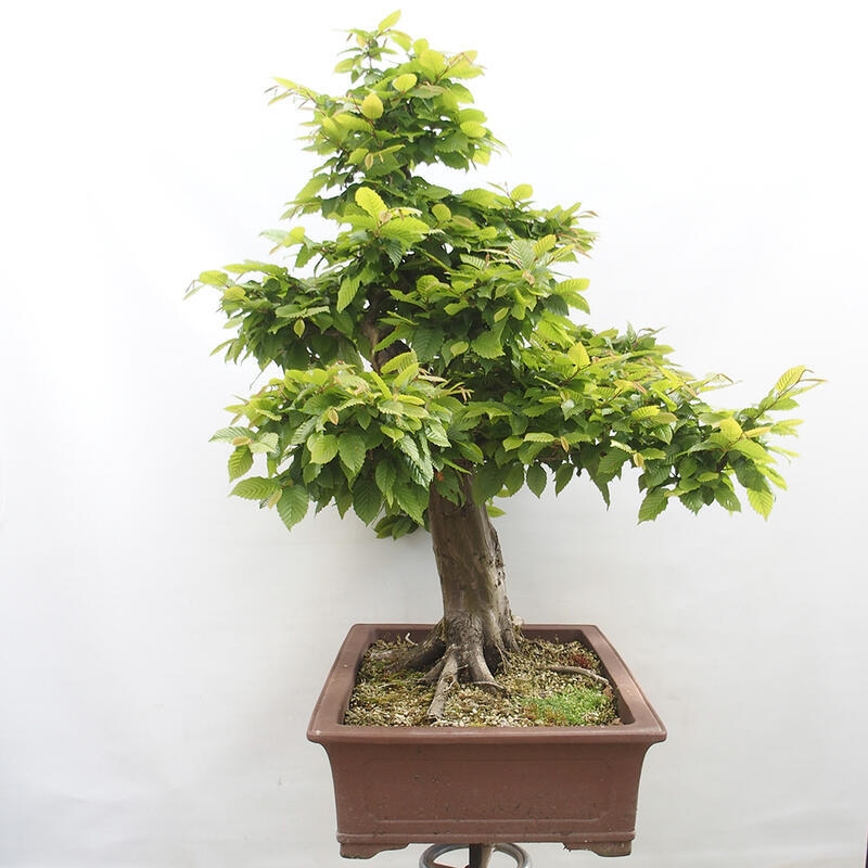 Bonsai im Freien - Hainbuche - Carpinus betulus