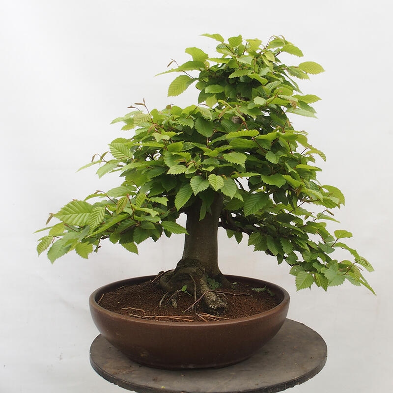 Bonsai im Freien - Hainbuche - Carpinus betulus