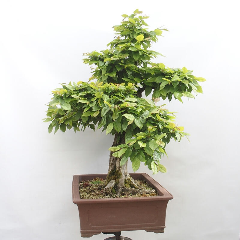 Bonsai im Freien - Hainbuche - Carpinus betulus