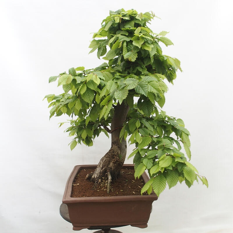 Bonsai im Freien - Hainbuche - Carpinus betulus