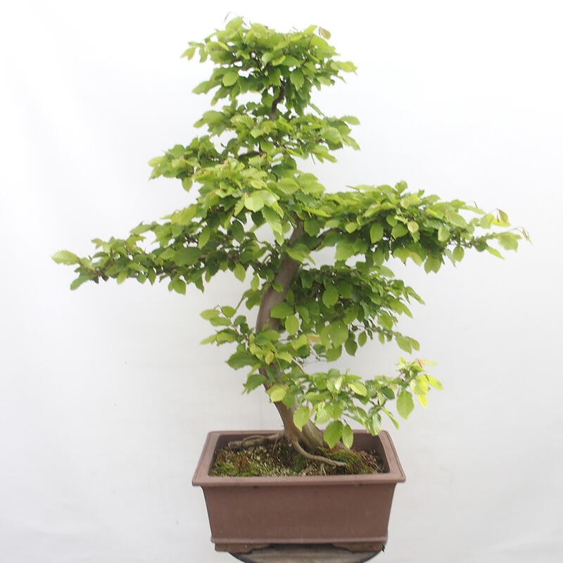 Bonsai im Freien - Hainbuche - Carpinus betulus