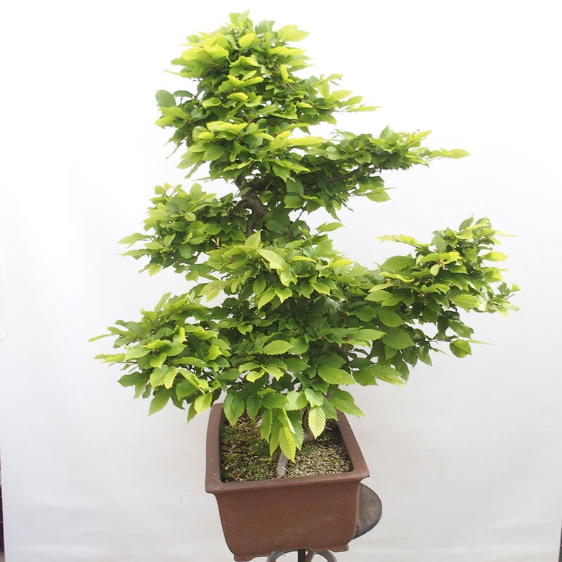 Bonsai im Freien - Hainbuche - Carpinus betulus