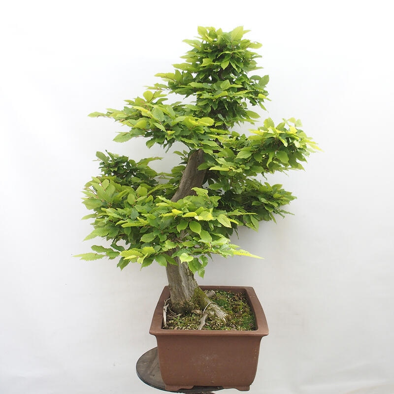 Bonsai im Freien - Hainbuche - Carpinus betulus