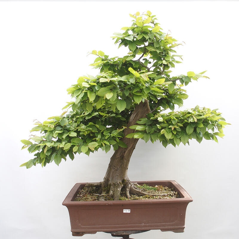 Bonsai im Freien - Hainbuche - Carpinus betulus