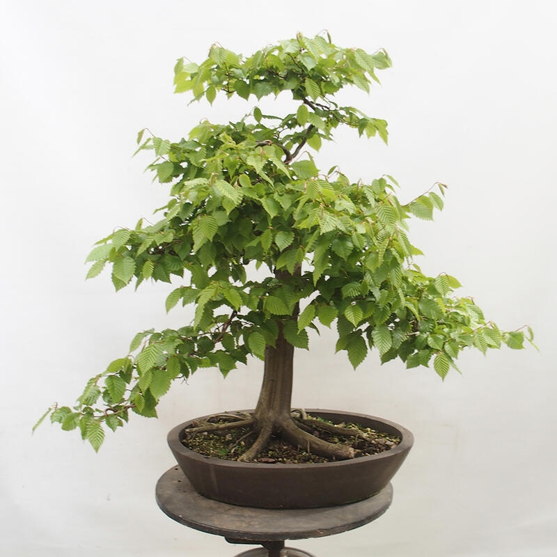 Bonsai im Freien - Hainbuche - Carpinus betulus