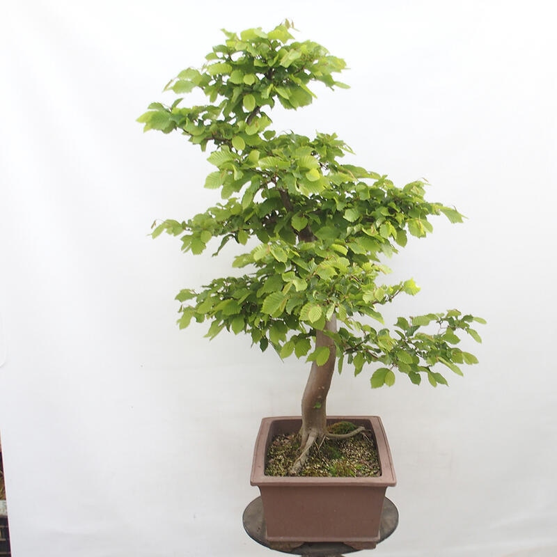 Bonsai im Freien - Hainbuche - Carpinus betulus