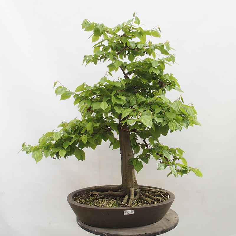 Bonsai im Freien - Hainbuche - Carpinus betulus