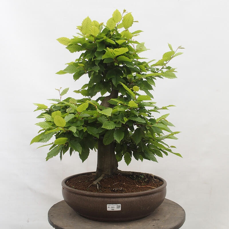 Bonsai im Freien - Hainbuche - Carpinus betulus