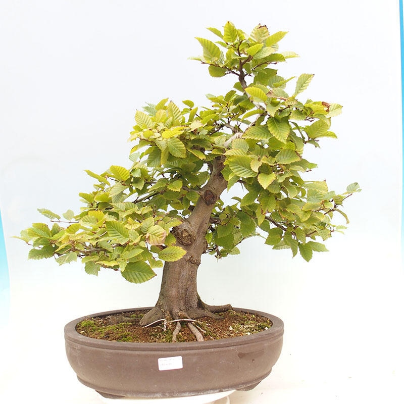 Bonsai im Freien - Hainbuche - Carpinus betulus