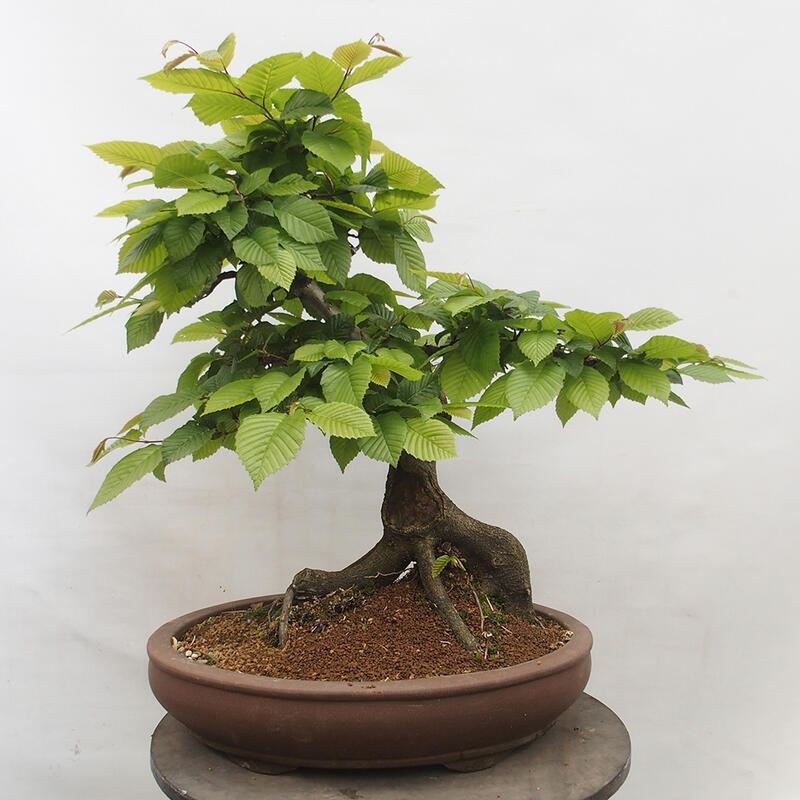 Bonsai im Freien - Hainbuche - Carpinus betulus