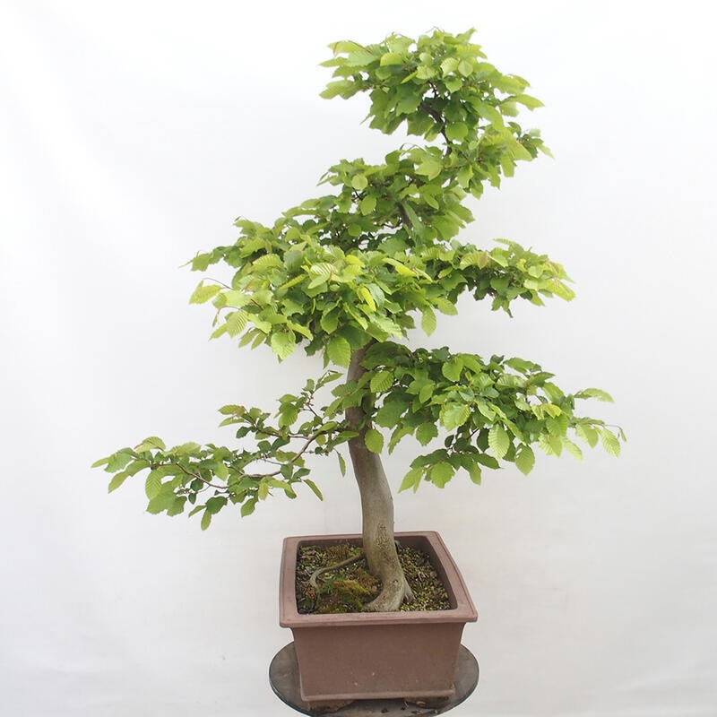 Bonsai im Freien - Hainbuche - Carpinus betulus