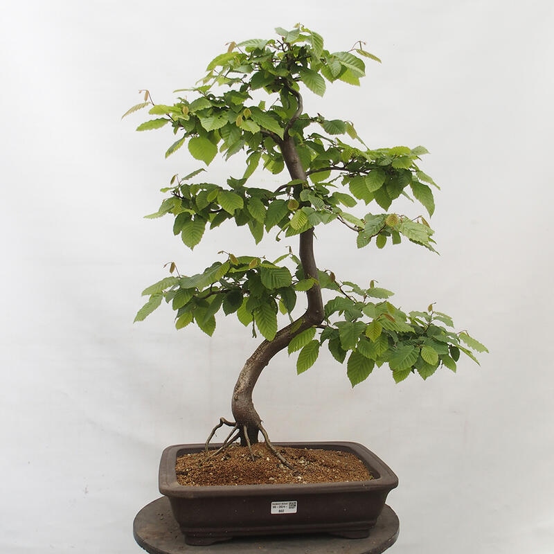 Bonsai im Freien - Hainbuche - Carpinus betulus