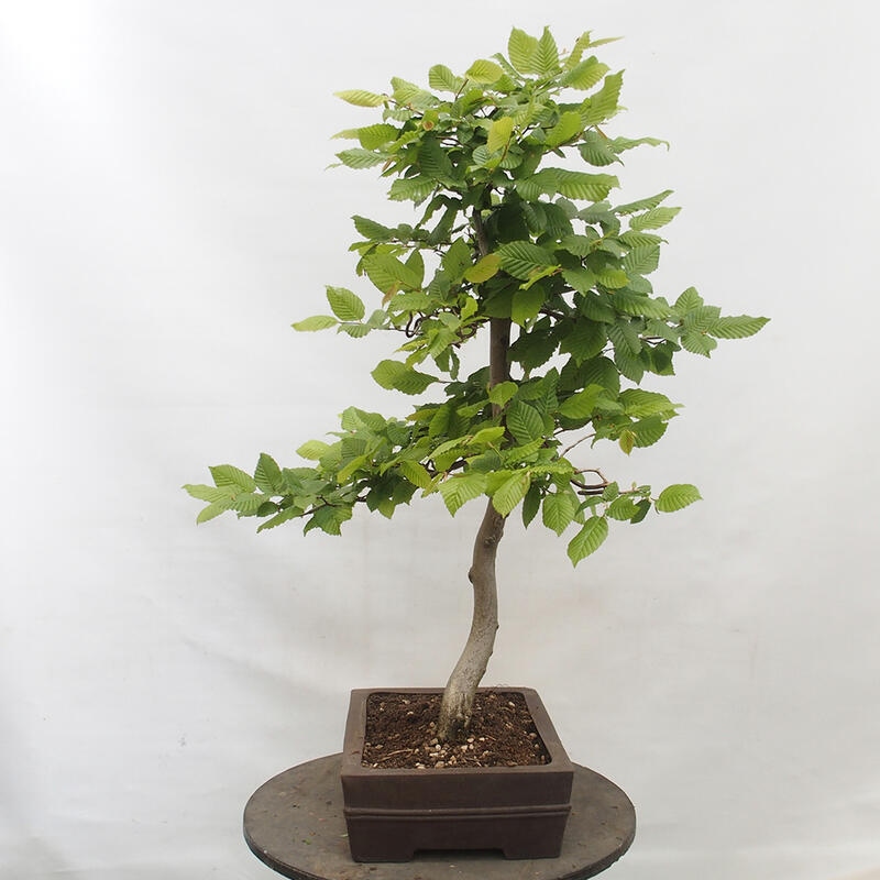 Bonsai im Freien - Hainbuche - Carpinus betulus