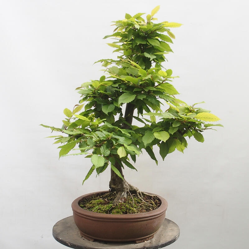 Bonsai im Freien - Hainbuche - Carpinus betulus