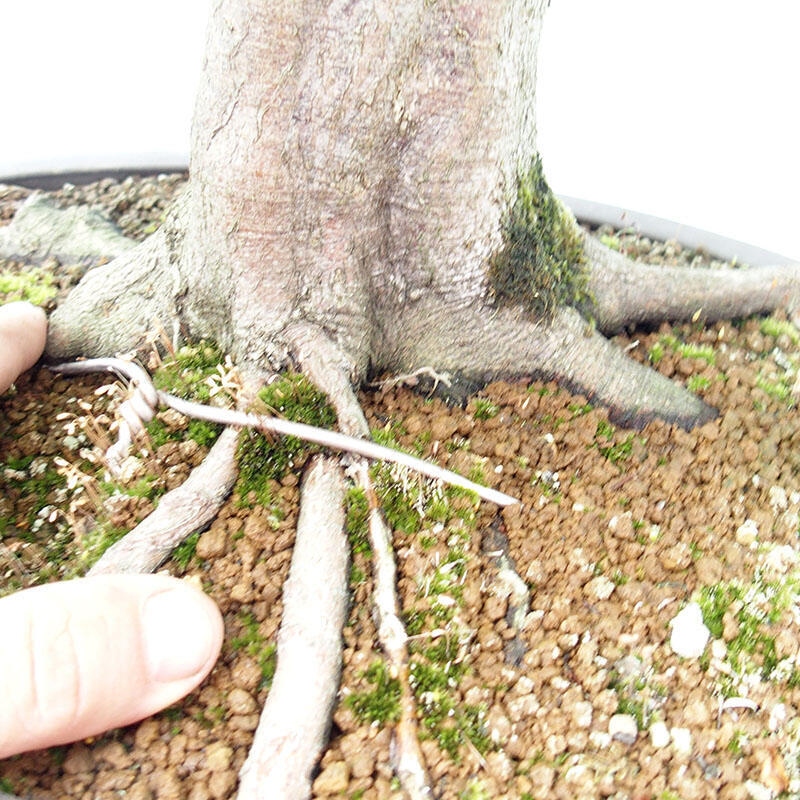 Bonsai im Freien - Hainbuche - Carpinus betulus