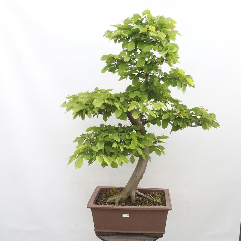 Bonsai im Freien - Hainbuche - Carpinus betulus