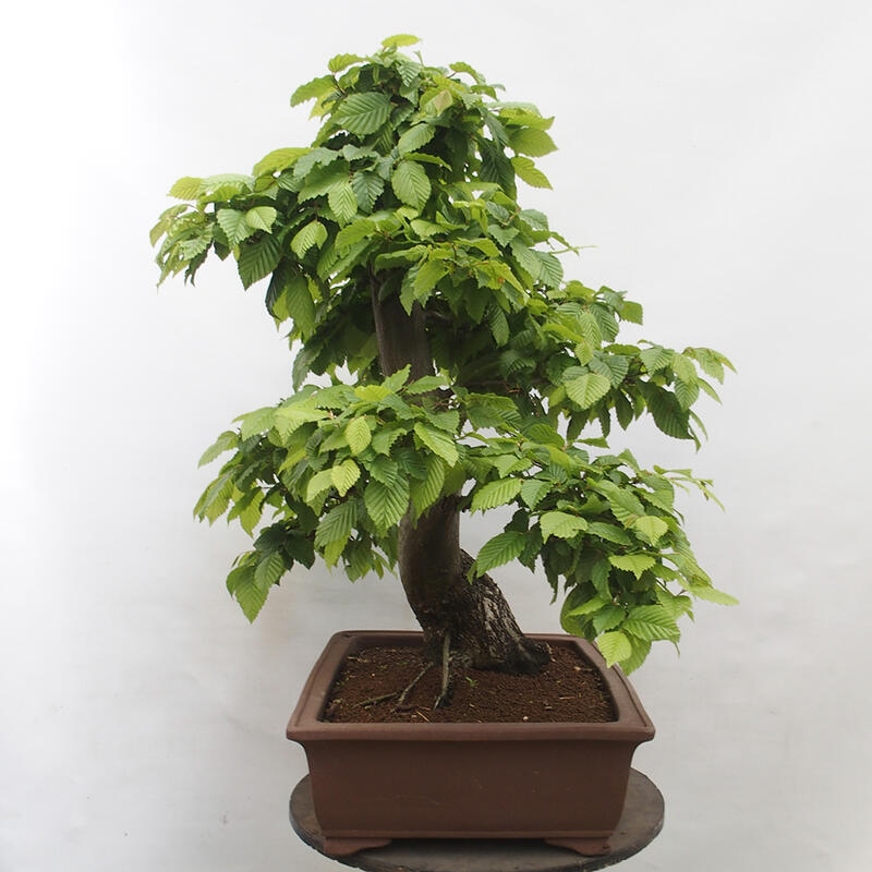 Bonsai im Freien - Hainbuche - Carpinus betulus