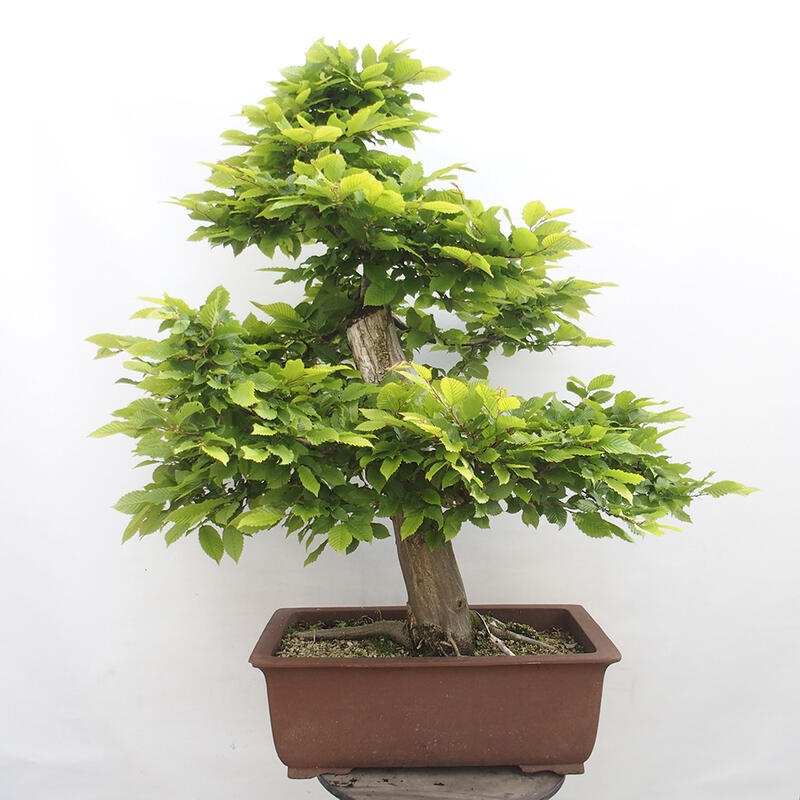 Bonsai im Freien - Hainbuche - Carpinus betulus