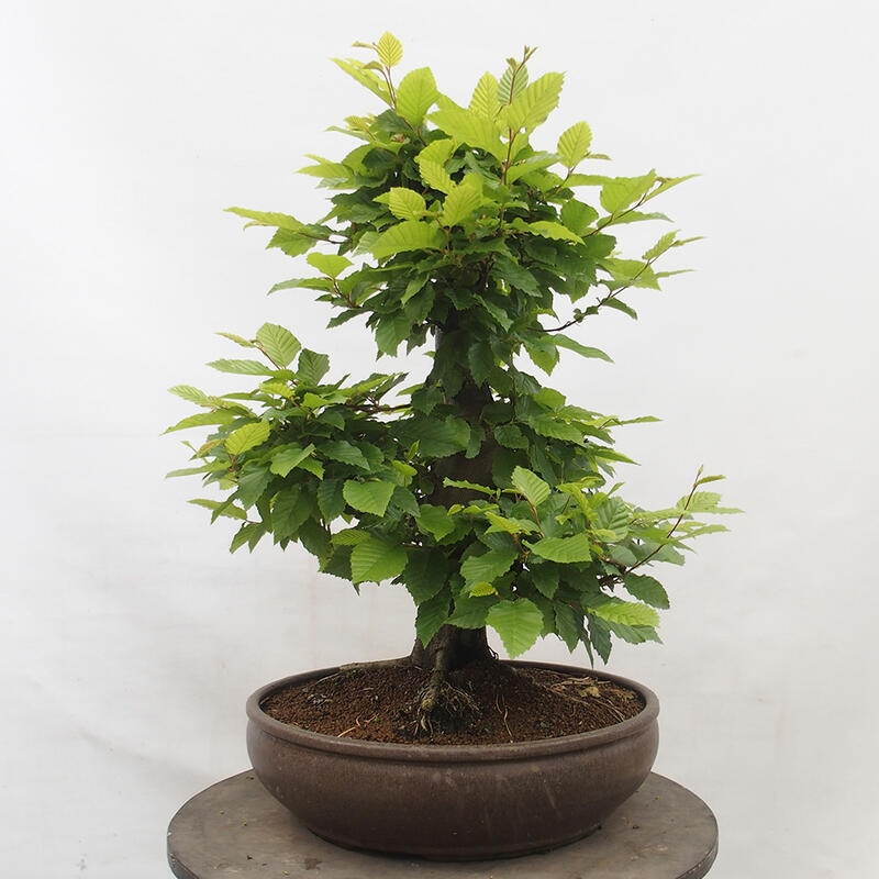 Bonsai im Freien - Hainbuche - Carpinus betulus