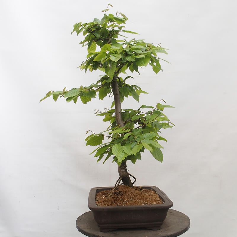 Bonsai im Freien - Hainbuche - Carpinus betulus